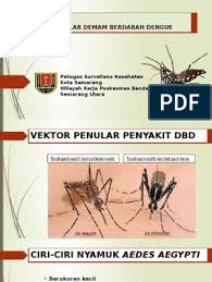 Gambar 2.2 bagian kepala dan thorak nyamuk dewasa (rueda, 2004). Nyamuk Aedes Pdf