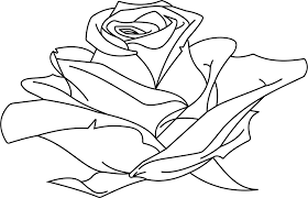 Download Rose Line Drawing At Getdrawings Rose Line Drawing Png Full Size Png Image Pngkit Line art drawing, rose lineart, white, face, hand png. rose line drawing png