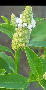 Image result for Sphenoclea