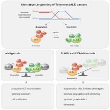 Rachel lim wan ling is on mixcloud. Slx4ip Antagonizes Promiscuous Blm Activity During Alt Maintenance Abstract Europe Pmc