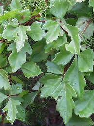 Image result for Cissus crusei