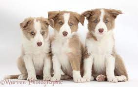 Dogs Three Lilac Border Collie Pups Photo Border Collie Puppies Collie Cute Cats And Dogs