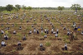 Image result for Tree plantation