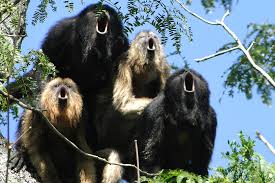 Image result for monkeys