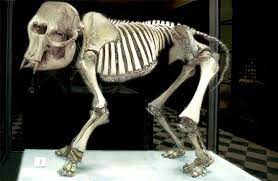 Check spelling or type a new query. Dwarf Elephant Facts And Figures