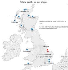Where Do Whales Strand Uk Beaches Whale Sandwood Bay