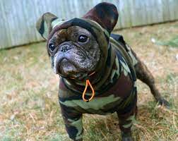 Dog Winter Coat Casandra For Medium Dogs Etsy Small Dog Shirts Small Dog Clothes Dog Sweaters