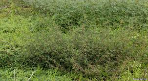 Image result for Aeschynomene americana