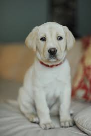 Taking Puppy Pictures Baby Dogs Puppy Pictures Puppies