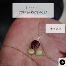 Image result for Coffea racemosa