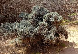 Image result for Cadaba