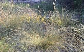 Image result for Aristida bipartita