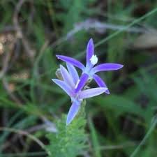 Image result for Wahlenbergia huttonii