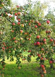 Epingle Par Laurent Noirot Sur Conduite Verger Arbre Fruitier Fruitier Jardin Fruitier