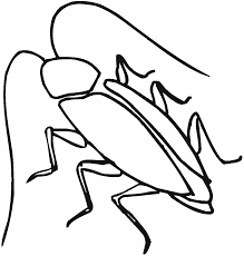 Sketches Of Cockroaches Google Search Coloring Pages For Kids Animal Line Drawings Animal Coloring Pages