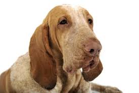 The bracco italiano, sometimes called an italian pointer, is one of italy's two native hunting dogs. Bracco Italianos For Sale Adopt Bracco Italiano Puppies For Sale Vip Puppies
