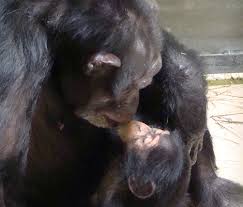 Make use of our best knoxville zoo coupons, promo codes, which are updated and. Baby Chimp Makes Her Debut At Okc Zoo Zooborns