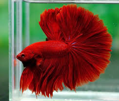 Pin By Ivyela S On Fish Named Tadao Betta Fish Betta Halfmoon Betta