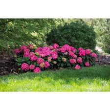 Endless Summer 2 Gal Summer Crush Hydrangea Plant With Raspberry Red Or Neon Purple Blooms 14750 The Home Depot Planting Hydrangeas Plants Flower Landscape