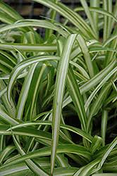 Image result for Chlorophytum bowkeri