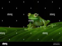 Image result for Centrolene heloderma