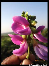 Image result for Canavalia africana