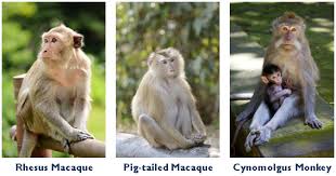 B virus, spread by macaque monkeys, is quite rare but can cause severe brain damage if not treated quickly. Herpes B Virus