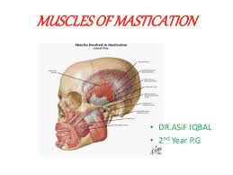 What is the orientation, origin, insertion, and function of the (superficial) masseter? Muscles Of Mastication