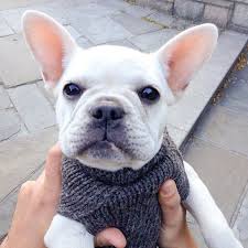 Batpigandme Cute Animals French Bulldog Puppies Baby Animals