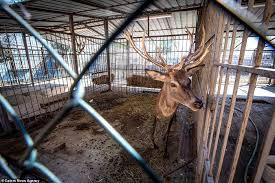 Aktivitas gorila di taman safari kebun binatang san diego, california, amerika serikat (10/1/2021). Kekurangan Gizi Hewan Hewan Di Kebun Binatang Akhirnya Diselamatkan Semua Halaman National Geographic
