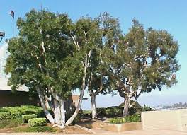 Image result for Melaleuca