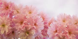 Découvrez comment gérer votre stress grâce à nos conseils. Bien Etre Beaute Fleur Photo Gratuite Sur Pixabay