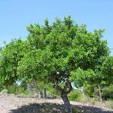 Image result for Coccinia sessilifolia