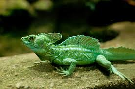 This lizard can run across water, but it spends most of its time on land, farther from the water than most of its relatives. Plumed Basilisk Lizard Care Tips Reptiles Magazine