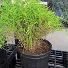 Image result for Pogonatherum paniceum