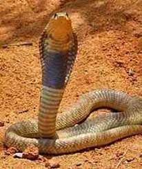 Egyptian Cobra Snake Cobra Snake Snake Facts Snake Lovers