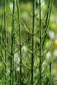 Image result for Equilabium equisetiforme