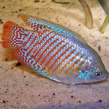 Female fire red dwarf gourami pictures: Neon Blue Dwarf Gourami Male Large Aquatics To Your Door