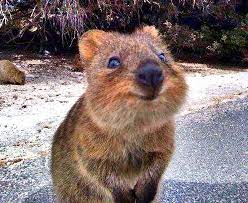 Https C1 Staticflickr Com 3 2935 14577020297 927d5b8f11 B Jpg Happy Animals Smiling Animals Quokka