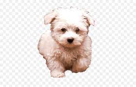 Toppng contain millions of high quality free png images, icons, vectors and background images, enjoy with free download for all design needs. White Fluffy Dog Transparent Image Free Png Images White Dog Transparent Background Funny Dog Png Free Transparent Png Images Pngaaa Com