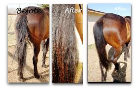 Diy mane/tail growth serum recipe: Get Your Horse S Tail Show Ready With De Stress Intensive Treatment Ecolicious Equestrian
