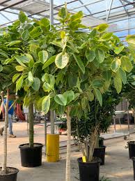 Valleyview Gardens On Twitter A New Queen Has Arrived The Stunning And Stately Ficus Altissima Is In Stock In 17 Pots With The Beautiful Lemon And Lime Variegation She Is Definitely A