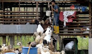 Kandang kambing yang sehat adalah kandang kambing yang mempunyai desain yang baik untuk pembuangan kotoran dan tempat untuk menaruh makanan kambing itu sendiri. Mai Mai Mai Lekas Lekas Up Up Metrotv Harian Metro
