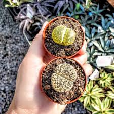 Image result for Lithops