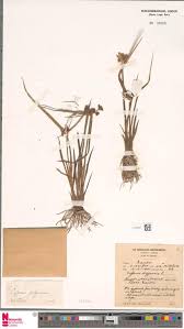 Image result for Brachyachne patentiflora