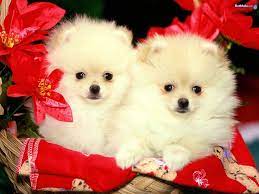 Dogs Wallpaper Cuteness Cute Puppies Images Cute Dog Wallpaper Cute Dogs