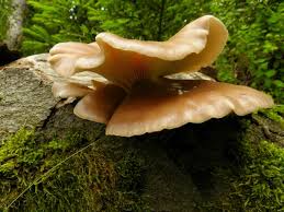 Image result for Paxillus panuoides