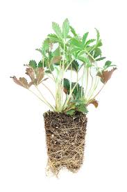 Image result for Potentilla simplex