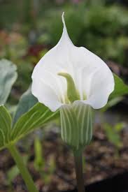 Image result for Arisaema