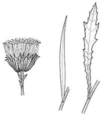 Image result for Senecio madagascariensis